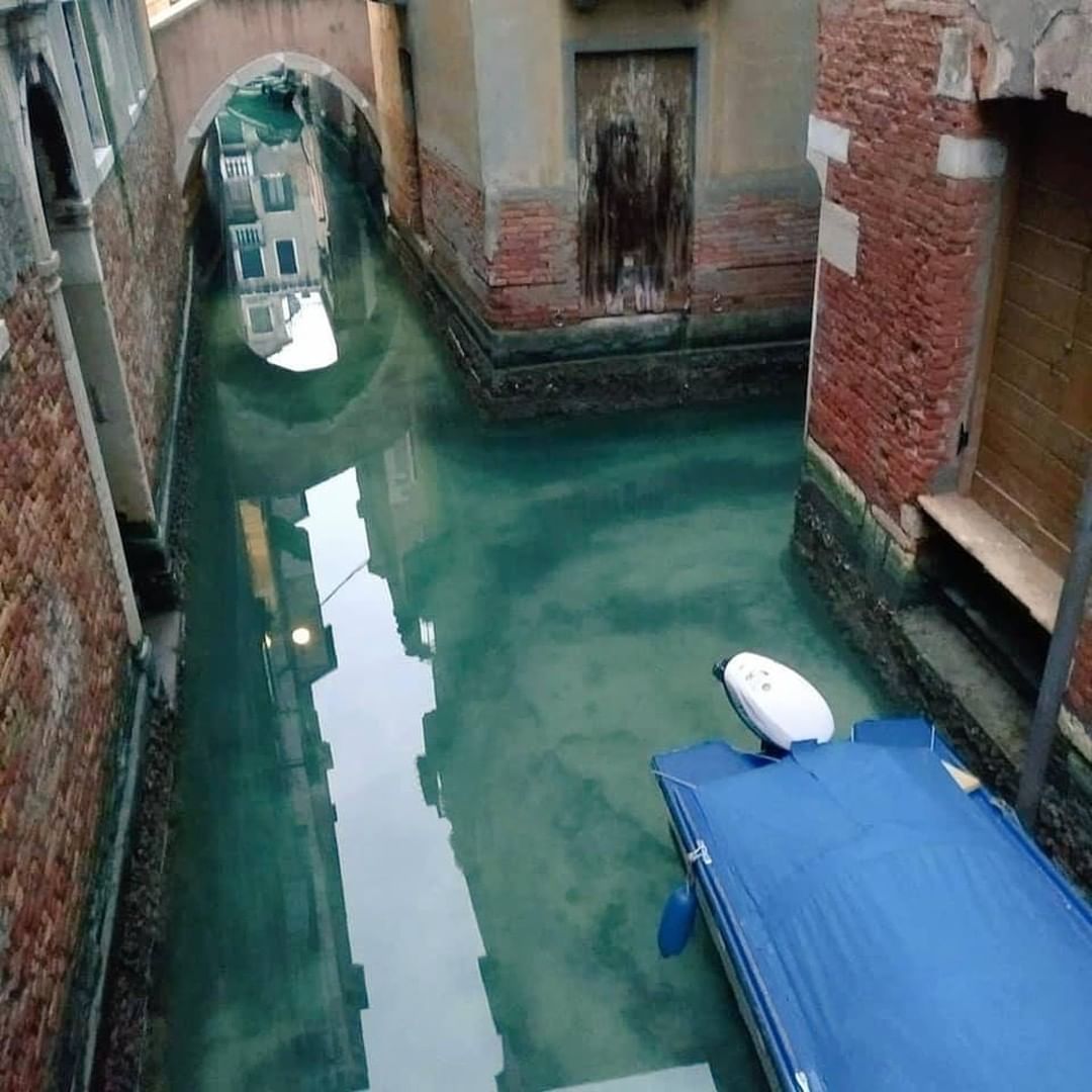 Canales de Venecia con agua más limpia, peces y cisnes por falta ...